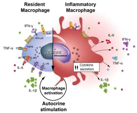 Autocrine signaling - Definition and Examples - Biology Online Dictionary