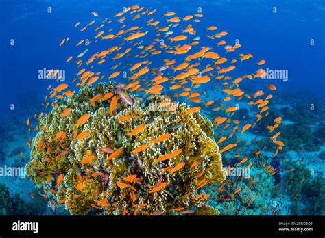 Vibrant Red Sea reef scene, with orange female Scalefin anthias (Pseudanthias squamipinnis ...