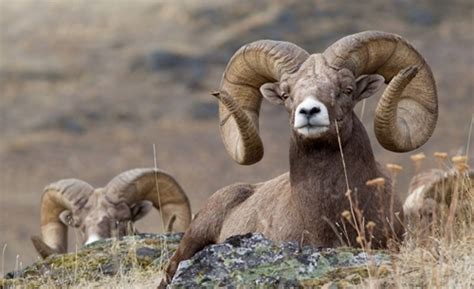 5 cosas que no sabías del borrego cimarrón