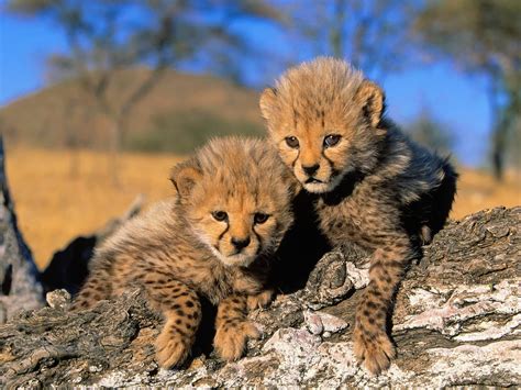 TWO Baby Africa Cheetah - Pets