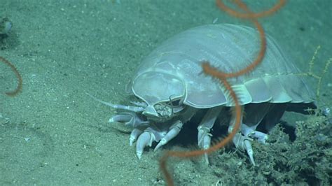 17 Awesome Facts About Giant Isopods