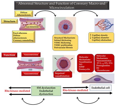 Biomedicines | Free Full-Text | Pathophysiology and Outcomes of Endothelium Function in Coronary ...