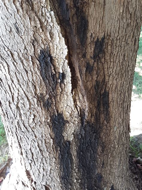 Phytophthora Bleeding Canker - Purdue Landscape Report