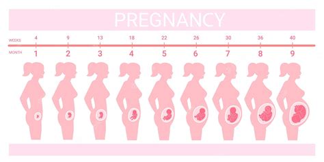 Premium Vector | Stages fetus in belly Timeline prenatal development weeks months trimester ...