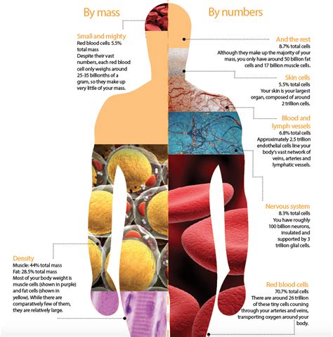 The Human Body: How many cells do you have? – How It Works