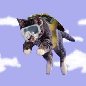 Skydiving Cat gif by FunnyBigRedLady | Photobucket