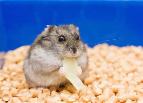 Exophthalmia (Eye Bulging) in Hamsters | PetMD