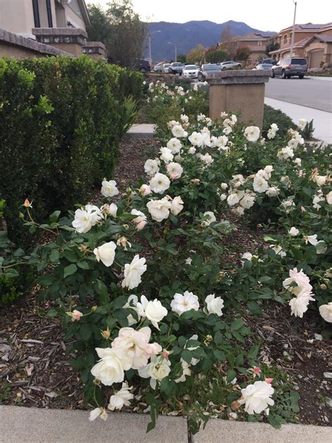 I have 75 white rose bushes. : r/gardening