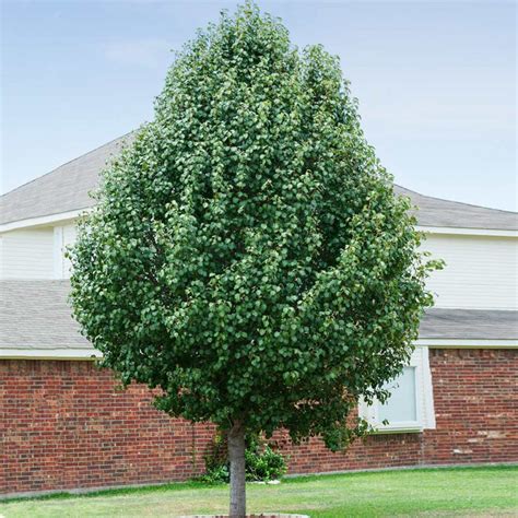 Cleveland Flowering Pear Trees for Sale – FastGrowingTrees.com