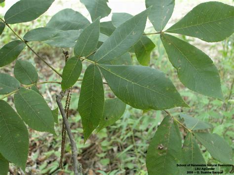 Louisiana Plant ID | Carya tomentosa (mockernut hickory)