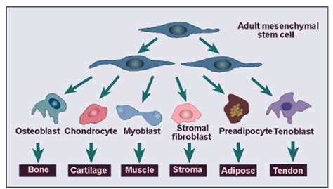 Mesenchymal stem cells can differentiate into several mesenchymal... | Download Scientific Diagram