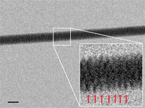 Which Electron Microscope Can Be Used to Examine Dna - LuciakruwBell