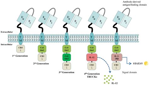 Cluster Of Differentiation Chimeric Antigen Receptor T | My XXX Hot Girl