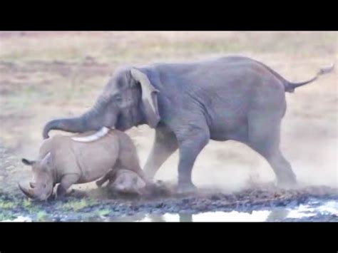 Rhino And Elephant Fight