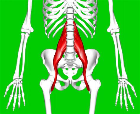 Psoas Muscle Pain Symptoms and Treatment for Quick Relief