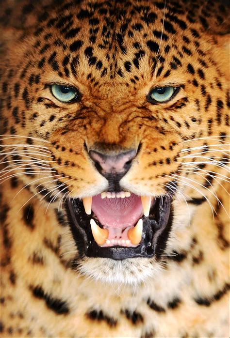 10 Incredible Amur Leopard Facts - A-Z Animals