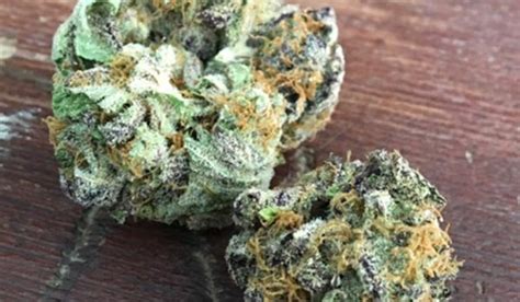 Pink Champagne Strain Review - I Love Growing Marijuana