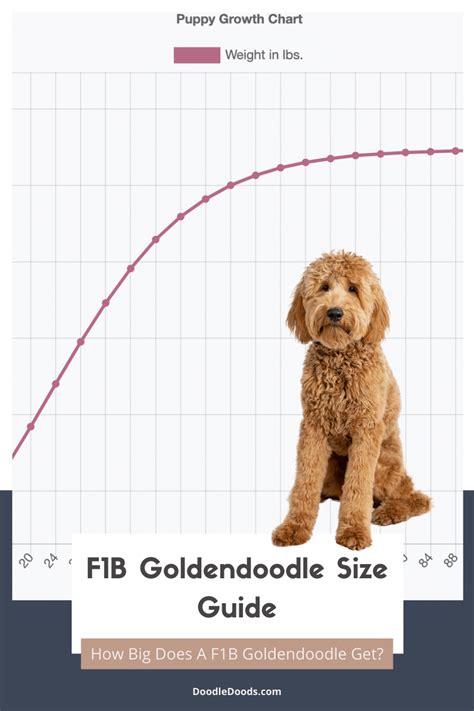 Full Grown F1b Goldendoodle Size Chart + Interactive Weight Calculator