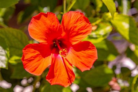 How to Identify and Treat Hibiscus Pests and Diseases - Petal Republic