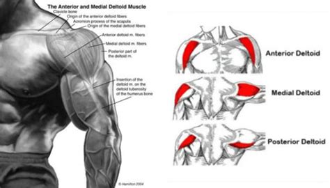 All About Deltoid Anatomy | Fitness Workouts & Exercises