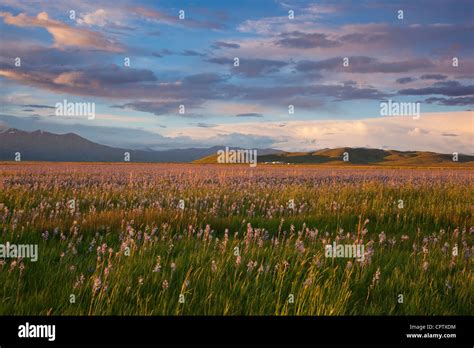 Camas County, Idaho Centennial Marsh Camas Prairie Evening clouds over ...