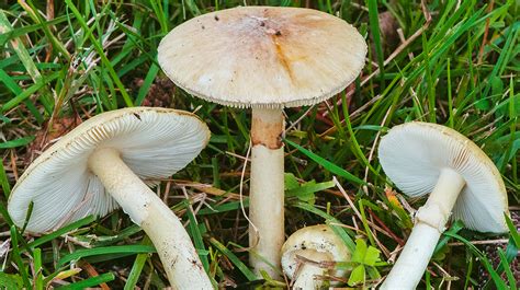 50 Unbelievable Benefits of White Mushrooms: Ultimate Guide 2023