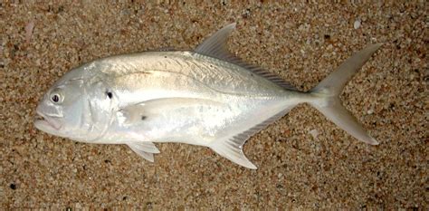 Pacific Crevalle Jack | Mexico – Fish, Birds, Crabs, Marine Life ...