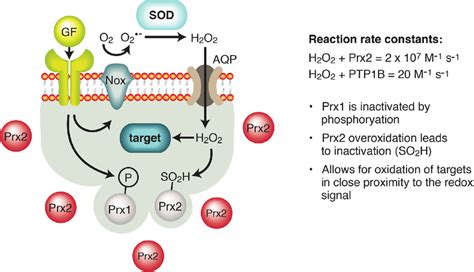 Redox signaling-specificity by location. In what has been called the... | Download Scientific ...