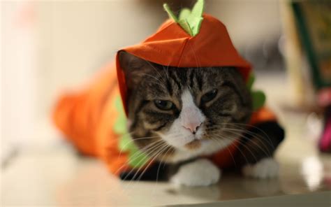 Funny Halloween Cat - Desktop Wallpaper