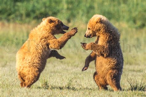 Brown Bear Cubs Playing – Tom Murphy Photography