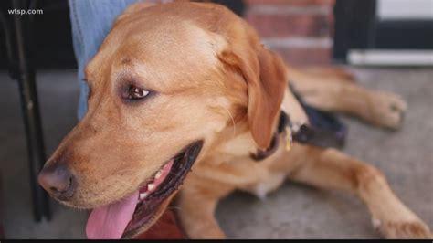 Meet Buddy: The dog behind Tampa Bay's Buddy Brew Coffee | wtsp.com