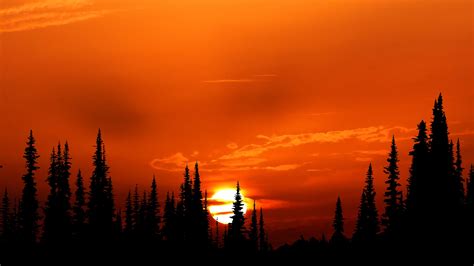 1920x1080 Sunset Orange Forest 4k Laptop Full HD 1080P ,HD 4k Wallpapers,Images,Backgrounds ...