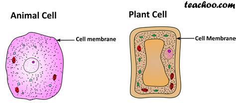 Important Points of Cell Membrane - Chapter 8 Class 8 Science