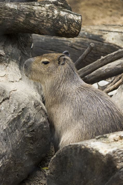 CAPIBARA (Hydrochaeris hydrochaeris) - Zoobotánico Jerez