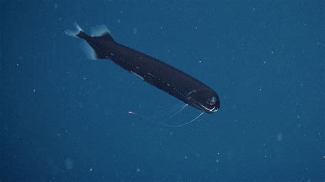 Dragonfish • MBARI