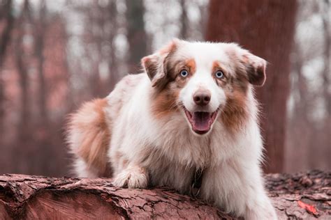 Australian Shepherd Names | The 123 Most Popular