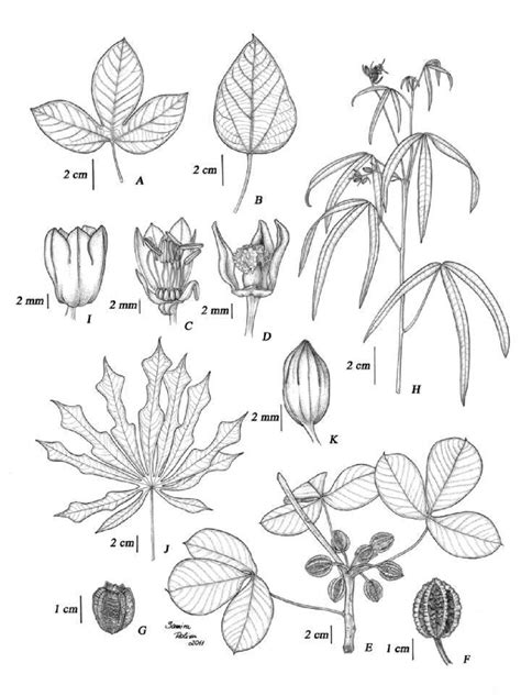 A-D. Species of Manihot found in the State of São Paulo. Manihot... | Download Scientific Diagram