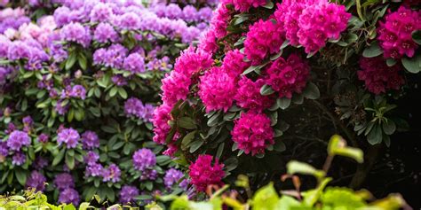 Rhododendron Zone 4: The Ultimate Guide - GFL Outdoors