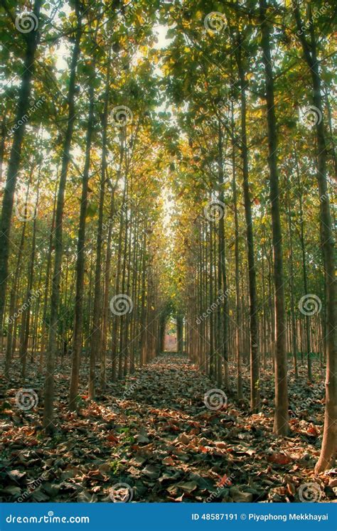 Teak tree stock image. Image of country, leaf, seasonal - 48587191