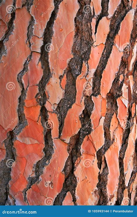 RUST COLOURED SECTIONS on PINE TREE BARK Stock Photo - Image of grooves, smooth: 105993144