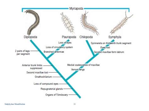 Subphylum mandibulata (By: J.Q)