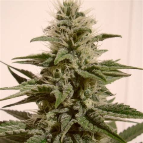 White Berry Strain | White Berry Seeds From $58.95