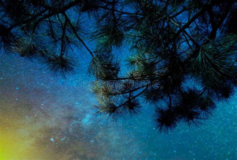 Pine Tree with Starry Night Sky Stock Photo - Image of wallpaper, night: 152318676