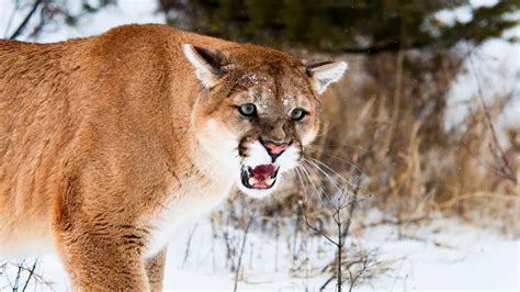 Mountain Lion Screams: What Does A Cougar Sound Like?