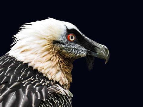 Download Bird Of Prey Portrait Bird Bearded Vulture Animal Vulture HD ...