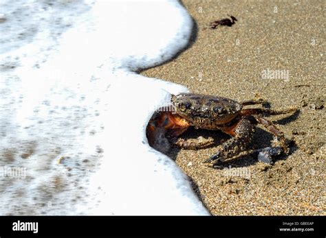 Escaping crab hi-res stock photography and images - Alamy