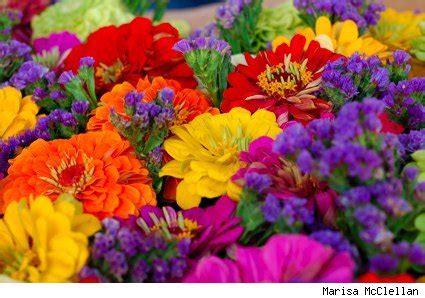 bright colored flowers - get domain pictures - getdomainvids.com