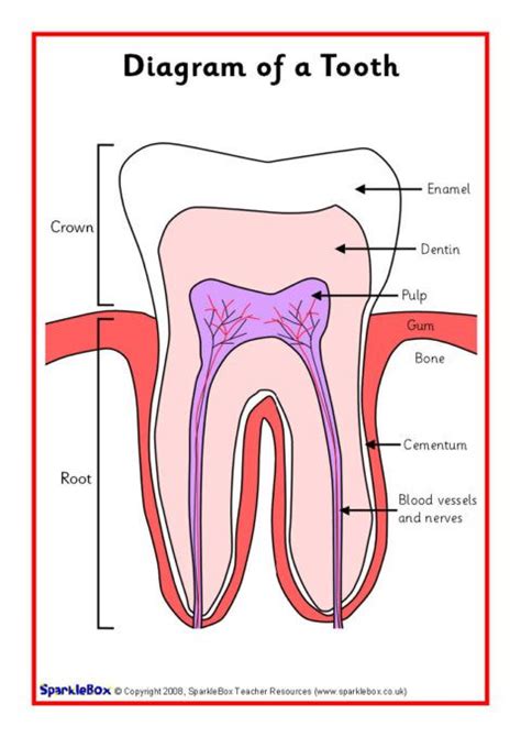 Teeth Posters (SB6639) - SparkleBox | Dental health, Teeth, Dental