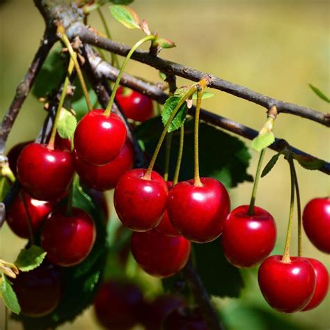 Van' Cherry Tree - Roots Plants