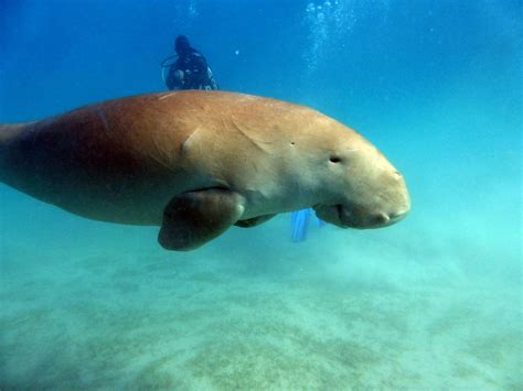 Dugong Dugon - Werner Lau Diving Centers